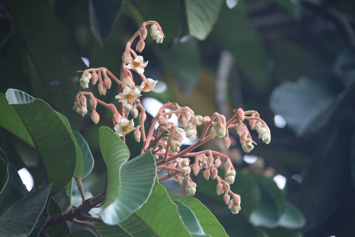 Vateria copallifera (Retz.) Alston